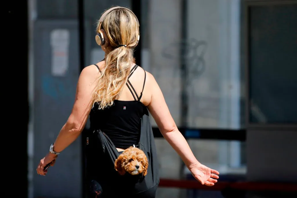A woman carries a puppy in a sling-bag as she walks along Whitehall in central London on May 20, 2020.
(TOLGA AKMEN/Getty Images)