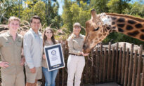 Australia Zoo’s 18-Foot-8-Inch Towering Giraffe ‘Forest’ Is the World’s Tallest