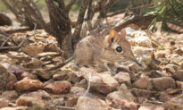 Tiny Adorable Elephant Shrew Documented in Horn of Africa for First Time in Nearly 50 Years