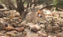 Tiny Adorable Elephant Shrew Documented in Horn of Africa for First Time in Nearly 50 Years