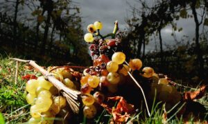Australia Pushes Forward With Next Phase of WTO Wine Dispute With China