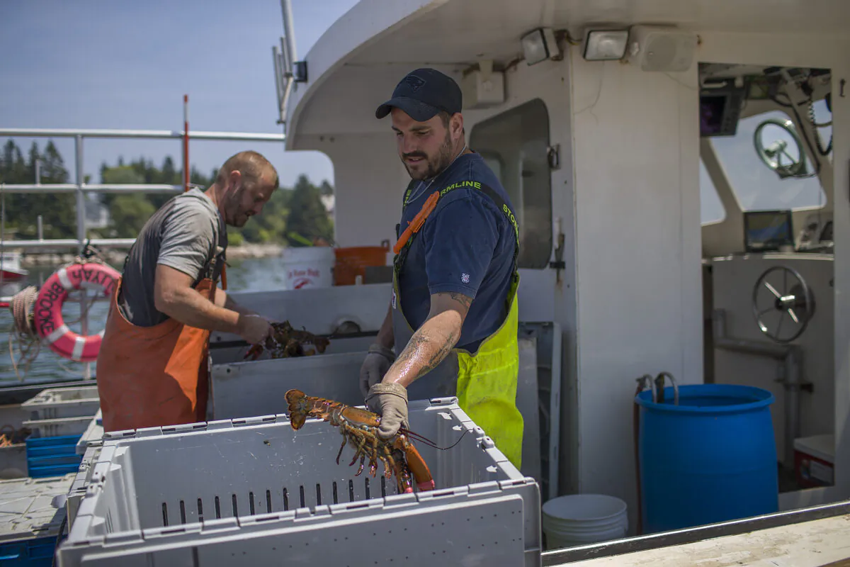 Lobstermen unload lobsters caught in the Gulf of Maine at the Stonington Lobster Co-Op wharf in Stonington, Maine, on July 05, 2019. (Joe Raedle/Getty Images)