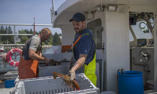Appeals Court Hands Maine Lobstermen Major Victory in Whale Protection Case