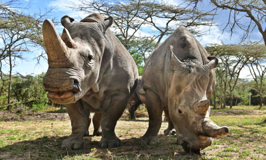 10 Extra Eggs Have Been Harvested From the Last Two Northern White Rhinos Left in the World