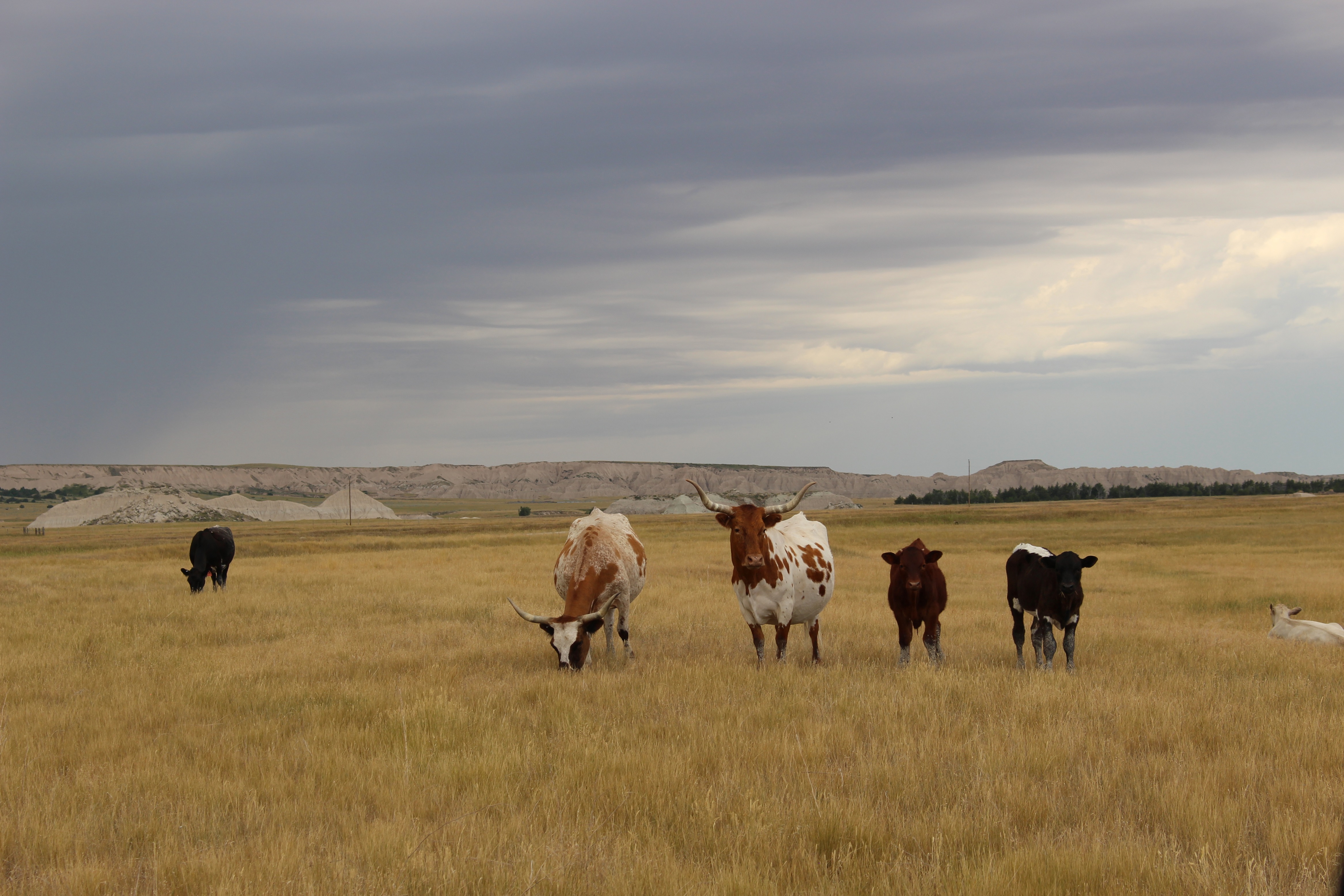 Cattle
