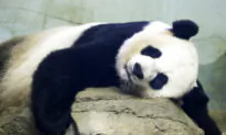 Many Countries Return Giant Pandas, as China’s ‘Panda Diplomacy’ Comes to an End