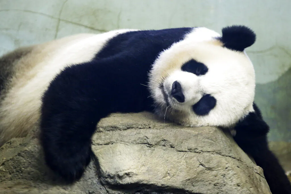 many-countries-return-giant-pandas-as-china-s-panda-diplomacy-comes