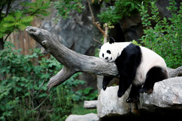 Epoch Times Photo
