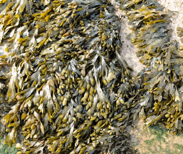 Epoch Times Photo