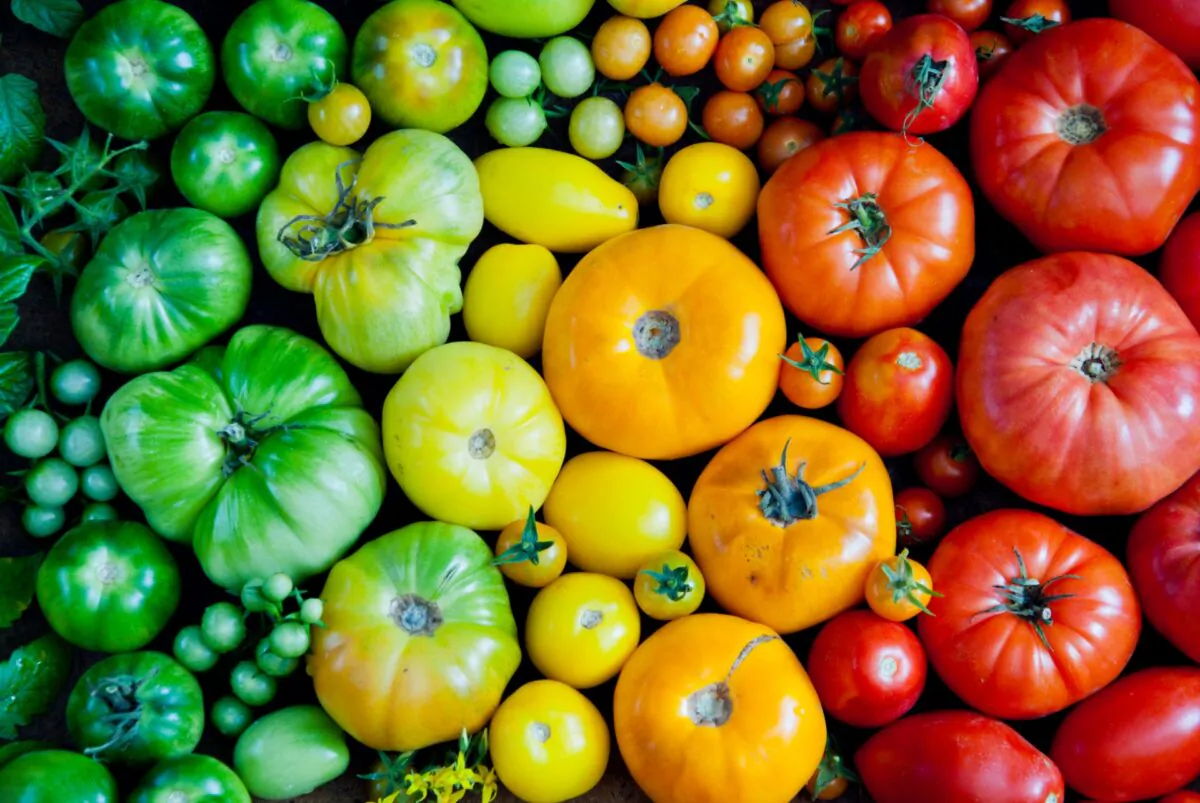 Heirlooms come in as many shapes as clouds, as many colors as the rainbow, with mildly tangy flavors and sweet, earthy aromas. (Letterberry/Shutterstock)