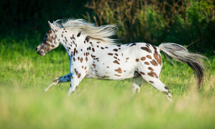 5 Things About the Spectacularly Spotted Appaloosa Horses You Probably ...