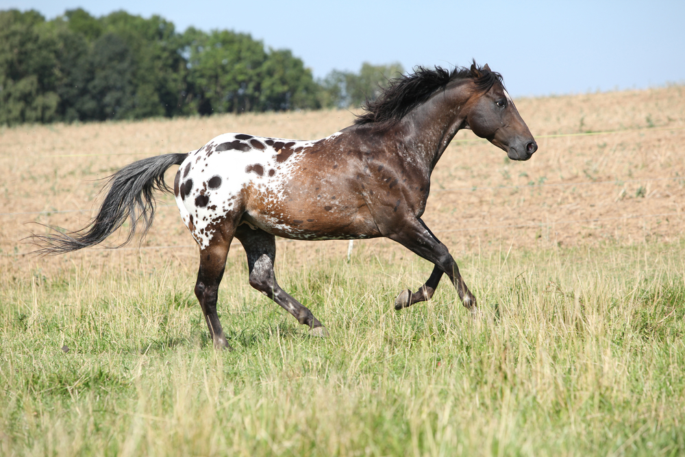 5 Things About the Spectacularly Spotted Appaloosa Horses You Probably ...