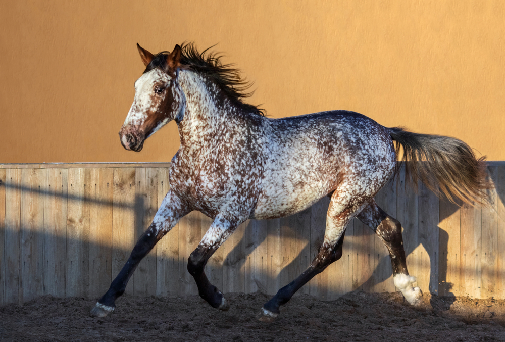 5 Things About the Spectacularly Spotted Appaloosa Horses You Probably ...