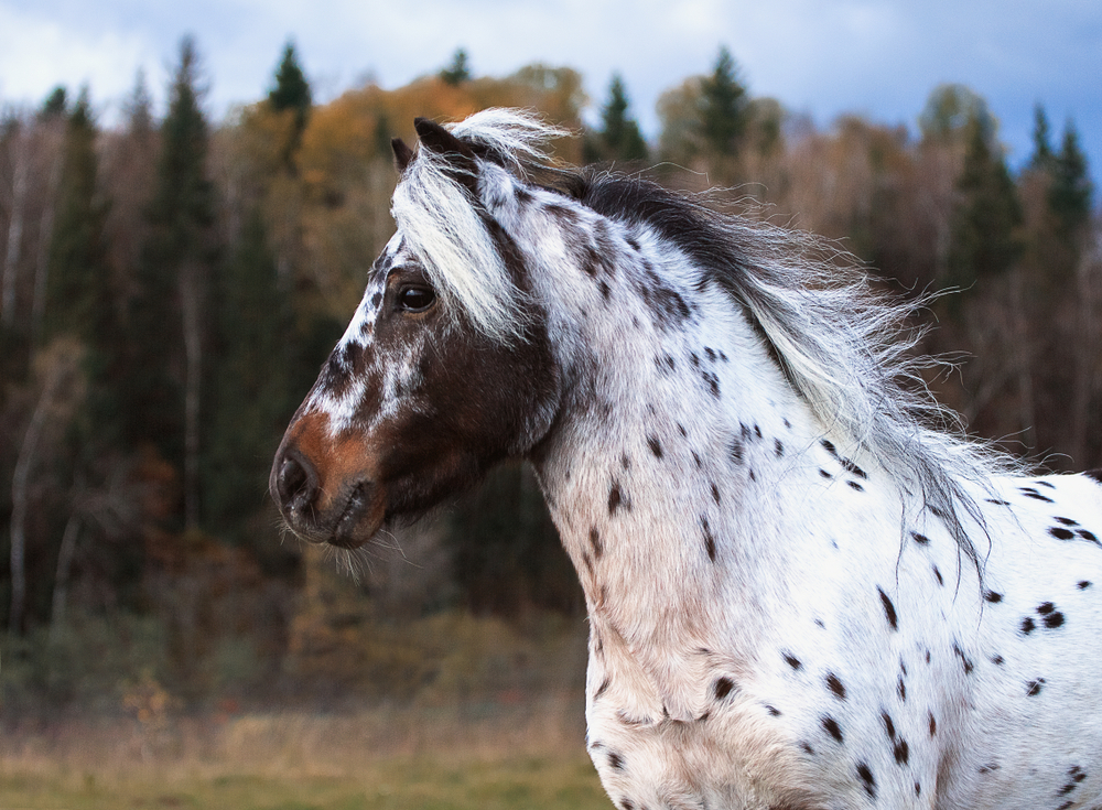 8 Fascinating Facts About The Appaloosa