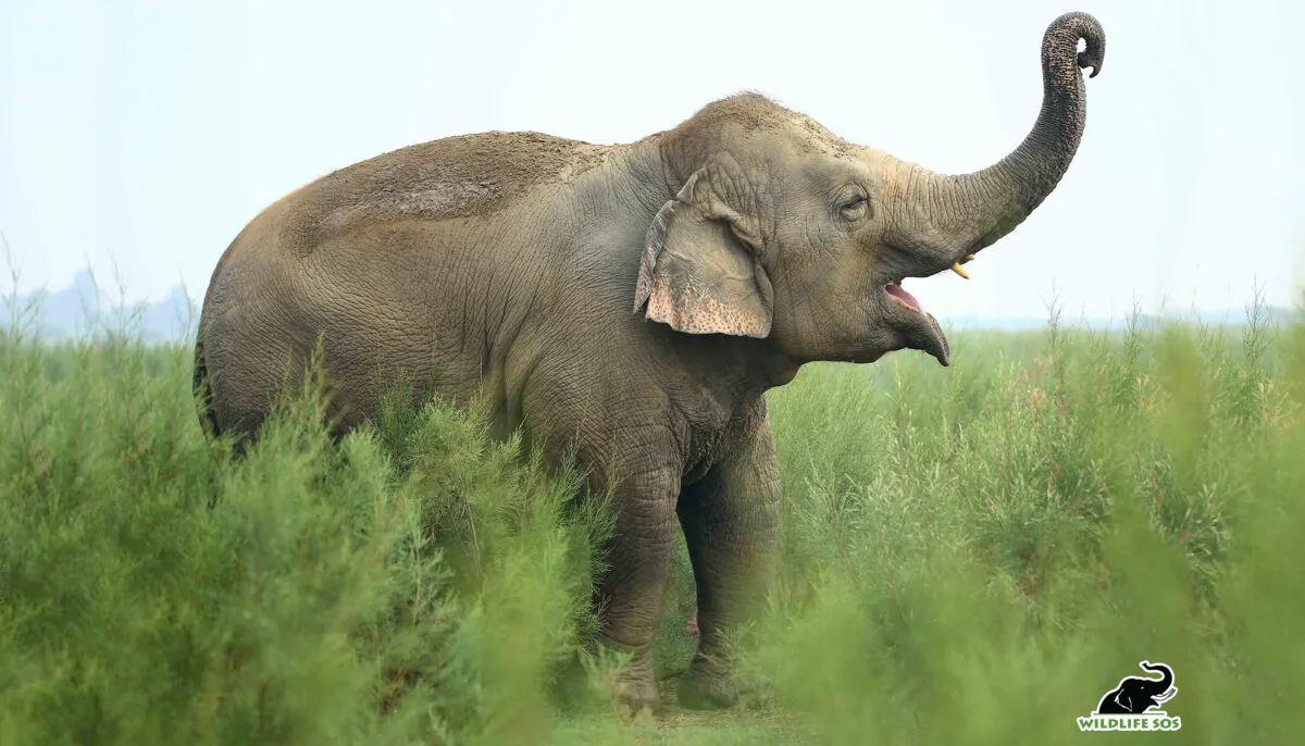 (Courtesy of Wildlife SOS)
