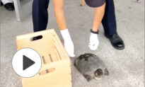 Rescue of a Trapped Snapping Turtle