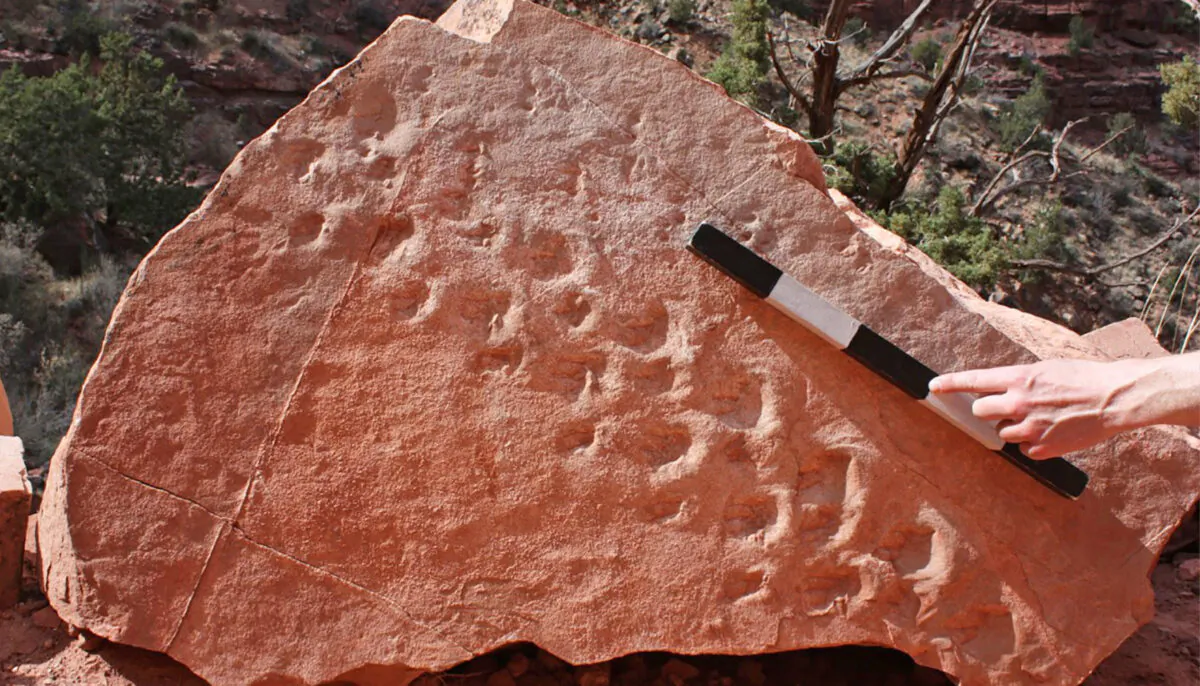 (Courtesy of UNLV paleontologist Stephen Rowland)