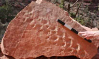 Oldest-Ever Vertebrate Fossil Footprints Found at Grand Canyon Are 313 Million Years Old