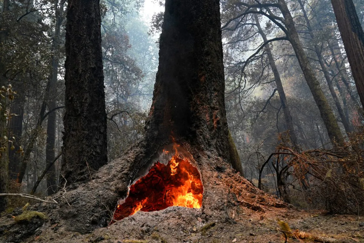 Fire burns in the hollow of an old-growth redwood tree in Big Basin Redwoods State Park, Calif., on Aug. 24, 2020. (Marcio Jose Sanchez via AP Photo)