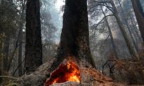 Redwoods Survive Wildfire at California’s Oldest State Park