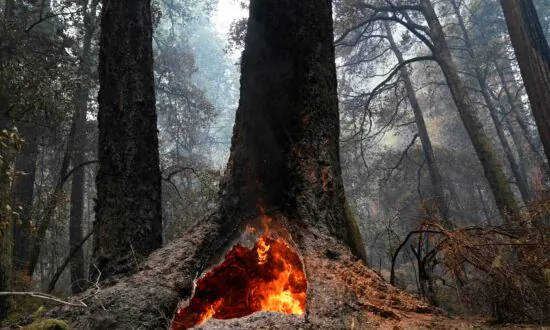 Redwoods Survive Wildfire at California’s Oldest State Park