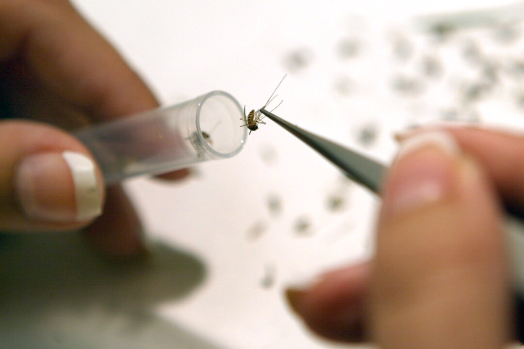 Chicago Reports Its First West Nile Virus Death for 2026