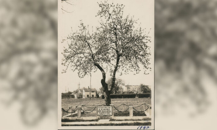 A 194-Year-Old Apple Tree, the Matriarch of the Northwest 