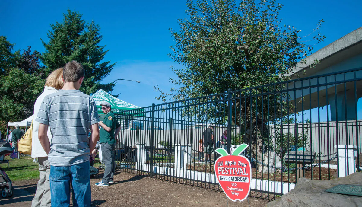 The Old Apple Tree in Vancouver, Wash. (Courtesy of Andrew Jeffers/City of Vancouver, WA)