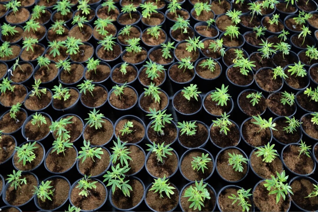 $13 Million in Cannabis Seized in Sydney Raid, 4 People Charged | The ...