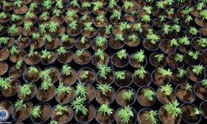 $13 Million in Cannabis Seized in Sydney Raid, 4 People Charged