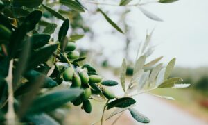 All About Olives: 5 Reasons to Eat Them