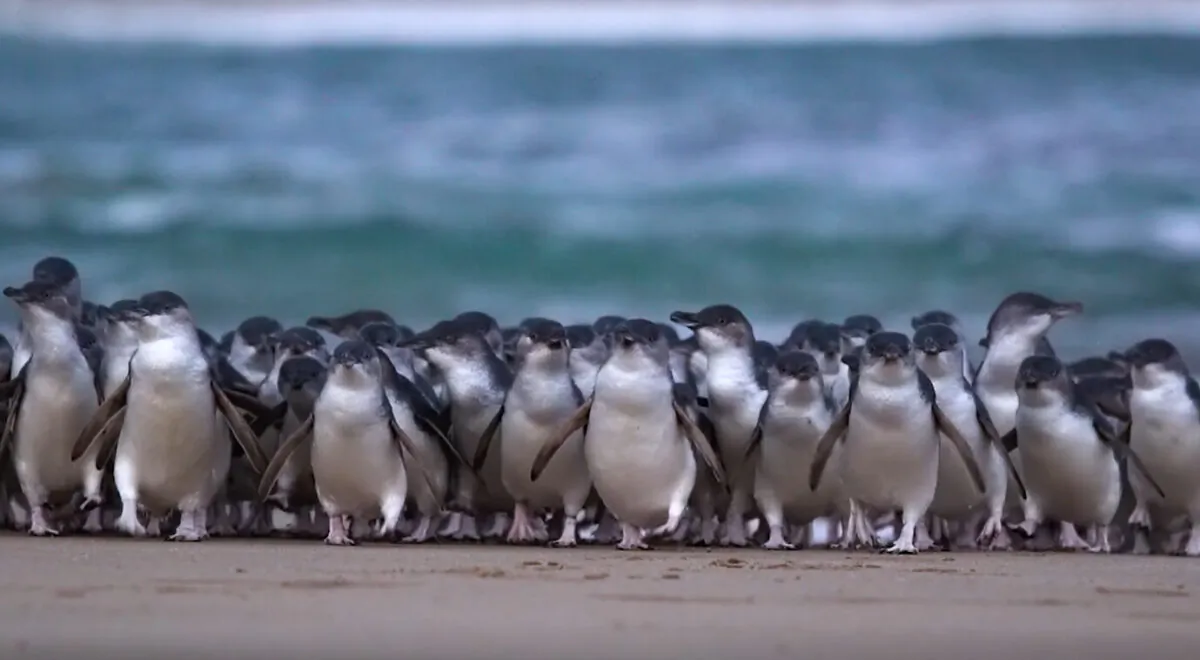 Phillip Island Nature Parks penguins (Phillip Island Nature Parks)