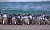 Fairy Penguins a Positive Distraction From CCP Virus Lockdowns