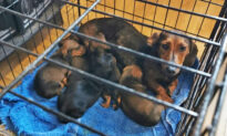 Police Seize 32 Stolen Dachshunds, Pugs, Chihuahuas Worth $140,000 in Home in Ireland