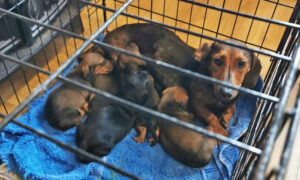 Police Seize 32 Stolen Dachshunds, Pugs, Chihuahuas Worth $140,000 in Home in Ireland