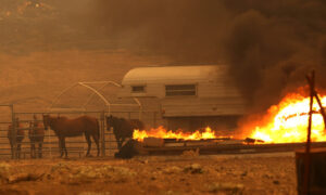 California Man Rescues Over 1,000 Farm Animals From Wildfires