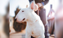Brave Bull Terrier Shot in the Chest Protecting Owner From Robbers Survives, Wins Animal Hero Award