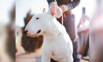 Brave Bull Terrier Shot in the Chest Protecting Owner From Robbers Survives, Wins Animal Hero Award