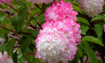 The Vanilla Strawberry Hydrangea Is a Sweet and Beautiful Addition That Your Garden Needs
