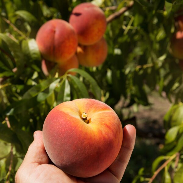 Epoch Times Photo