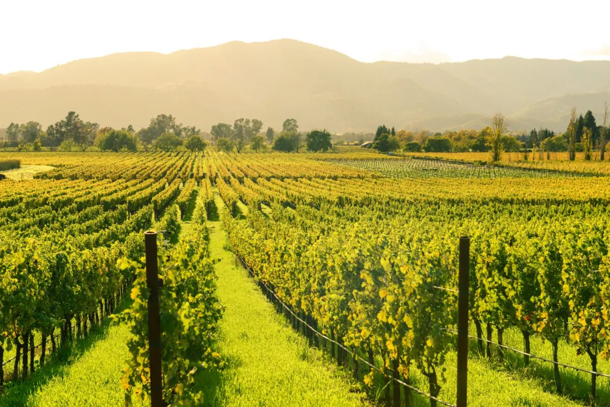 The vineyards of Northern California are surrounded by heavily wooded hillsides that have dried out and are ready to burn by the end of summer. It doesn't take much to spark a blaze. (Brandon Bourdages/Shutterstock)
