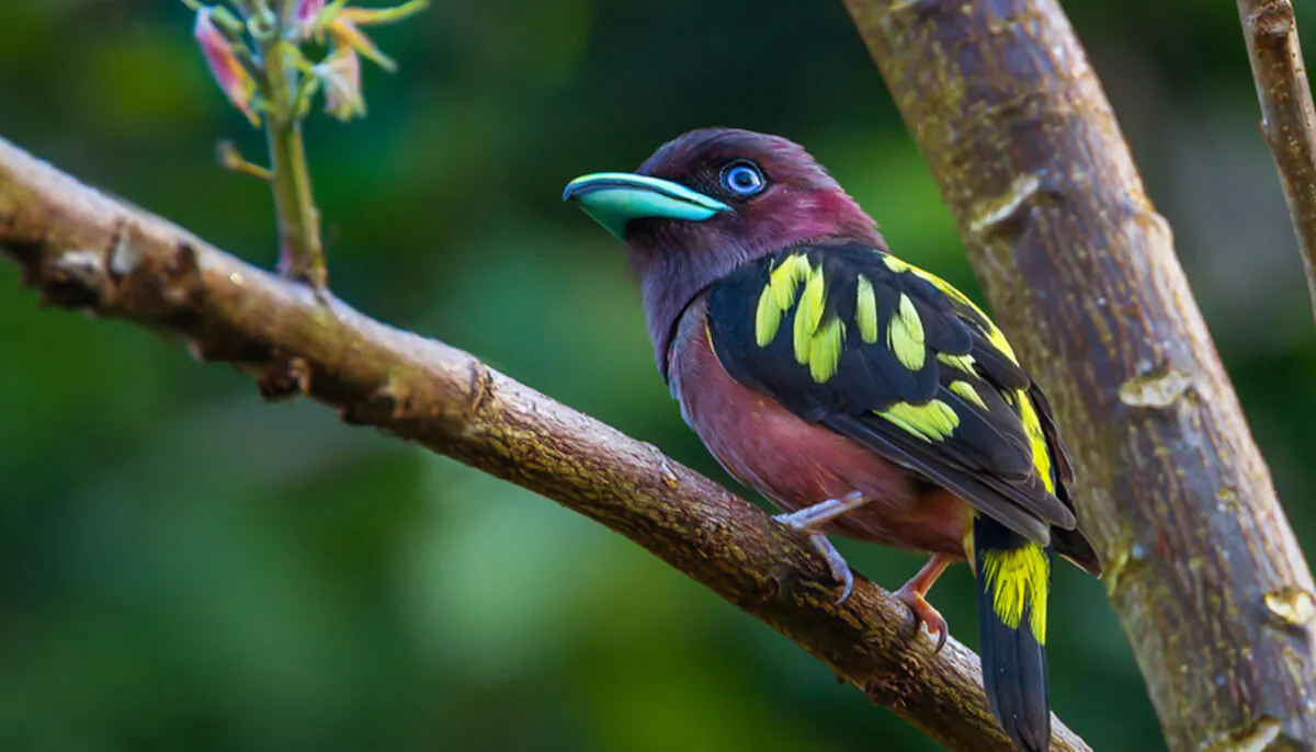 (kajornyot wildlife photography/Shutterstock)