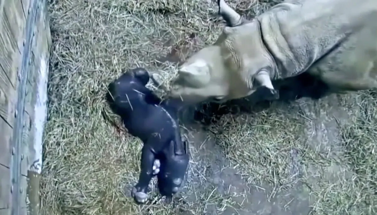 (Courtesy of CINCINNATI ZOO & BOTANICAL GARDEN)