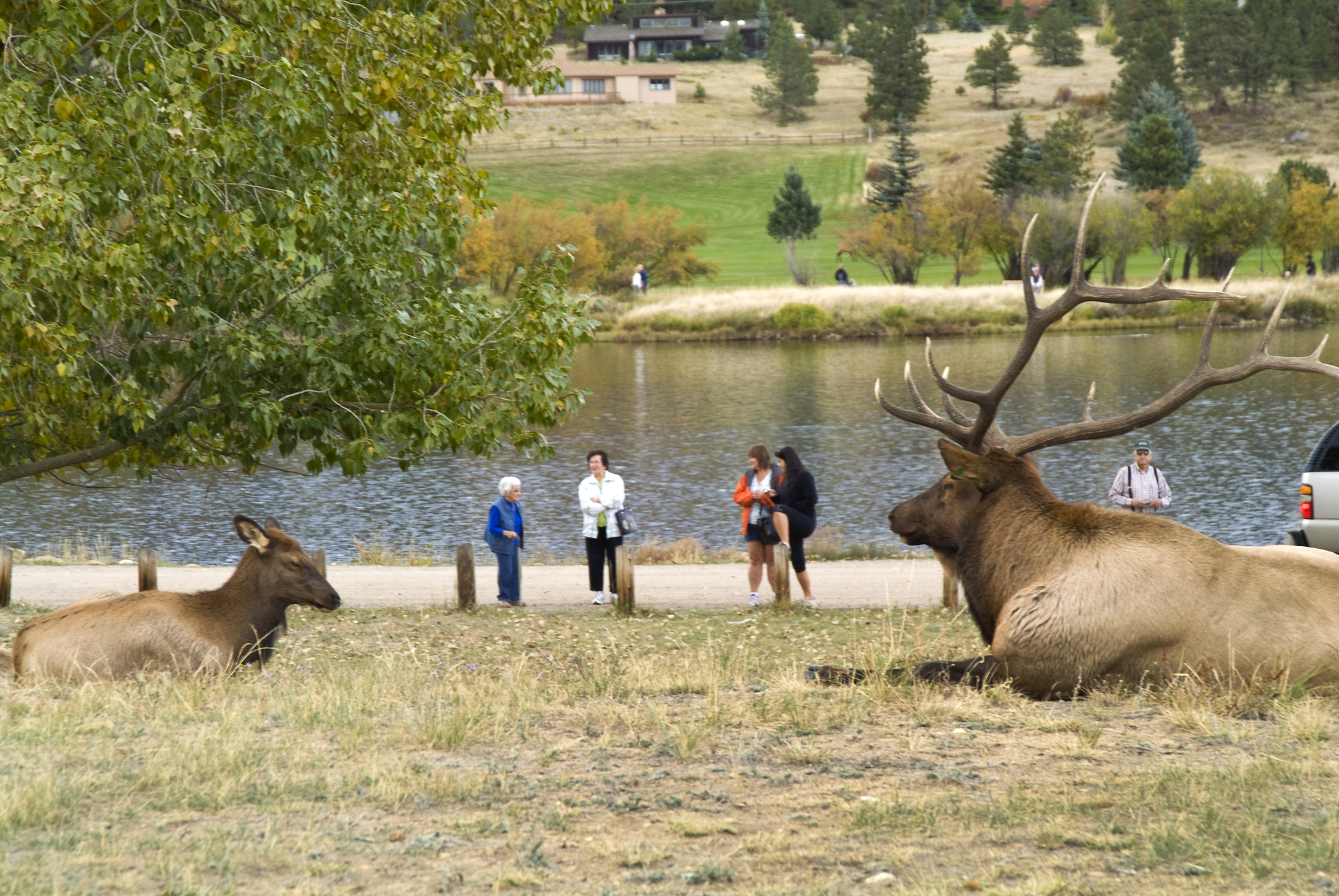 elk watching
