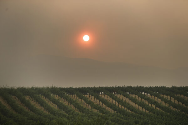 The setting sun is reddened by smoke from a wildfire over a vineyard