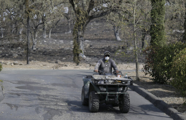 A vineyard worker rides an ATV to make a repair on a wildfire-burned irrigation pipe