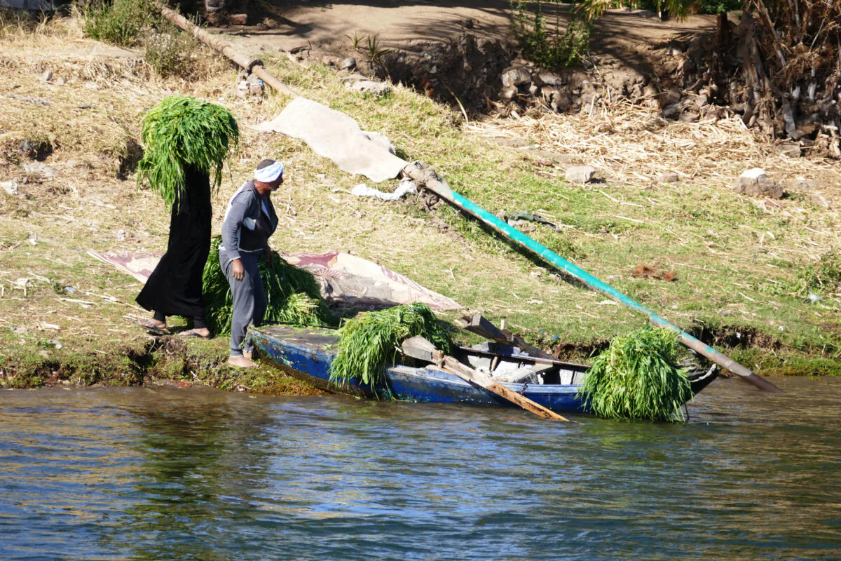Farmers harvest their crops along the Nile River in Egypt. (Courtesy of Phil Allen)
