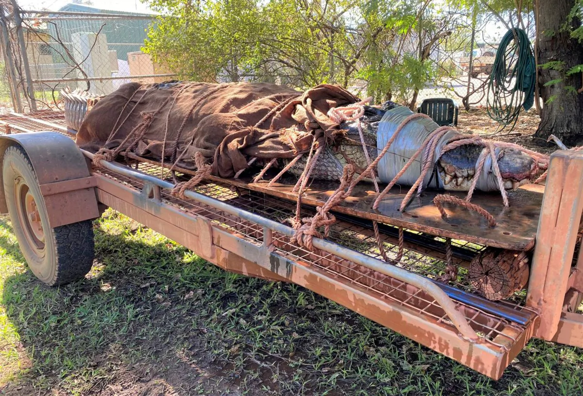 A 770-pound male crocodile is tied to the back of a trailer in Katherine, Australia on Aug. 28, 2020. (Courtesy Northern Territory Dept. of Tourism, Sport and Culture via AP)