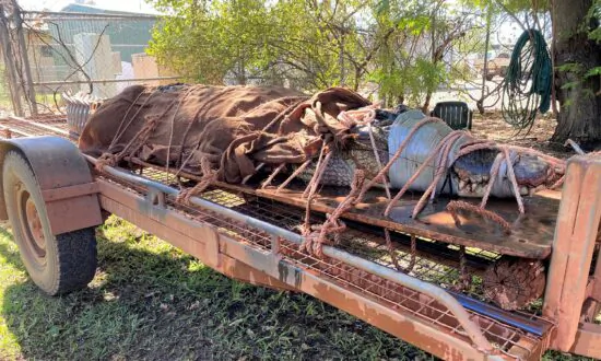 770-Pound Crocodile Caught at Outback Tourist Destination