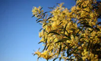 Australian Golden Wattle Set for Blast-Off Into Orbit